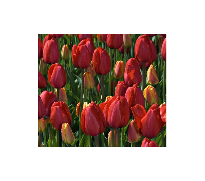 Strike Up The Band Perennial Tulip Collection 2 Strike Up The Band Perennial Tulip Collection - Image 2