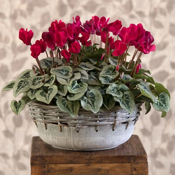 Cyclamen Silverleaf Deep Magenta, 4 Pots In Metal Bowl 2 Cyclamen Silverleaf Deep Magenta, 4 Pots In Metal Bowl - Image 2