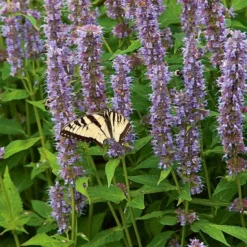 Agastache 'Blue Fortune' -Tree Bower Sales x600 37683