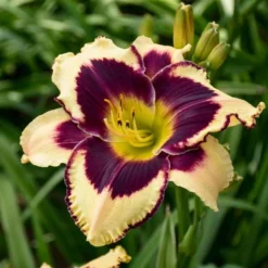 Sultry Eyes Hemerocallis Mix -Tree Bower Sales x600 37835