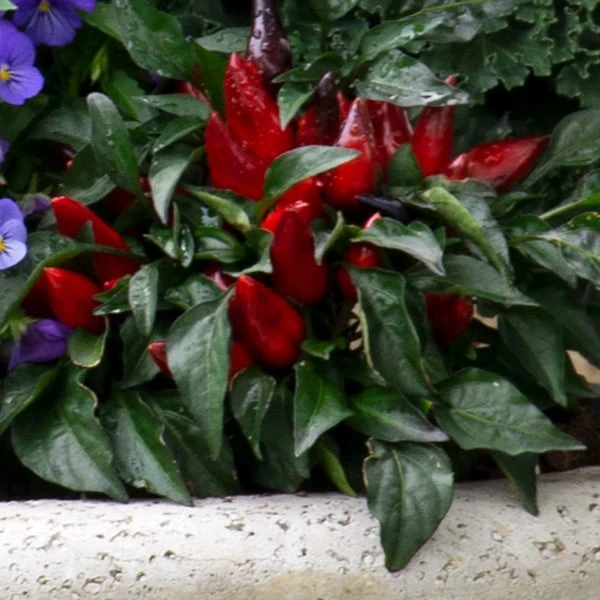 Octoberfest Fall Collection 2 Octoberfest Fall Collection - Image 2