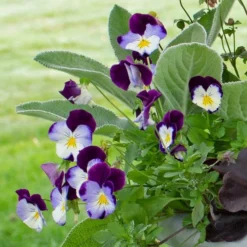 September Sweethearts Fall Collection 9 September Sweethearts Fall Collection -Tree Bower Sales x600 37861