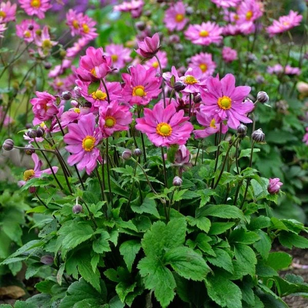 September Sweethearts Fall Collection 7 September Sweethearts Fall Collection - Image 7