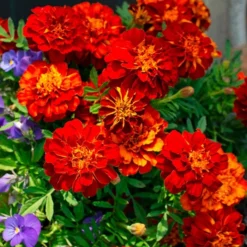 Spicy Kale Fall Collection 7 Spicy Kale Fall Collection -Tree Bower Sales x600 37868