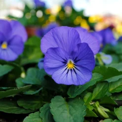 Spicy Kale Fall Collection 8 Spicy Kale Fall Collection -Tree Bower Sales x600 37869