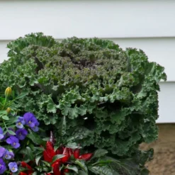 Spicy Kale Fall Collection 9 Spicy Kale Fall Collection -Tree Bower Sales x600 37870