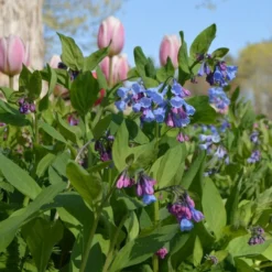 Mertensia Virginica -Tree Bower Sales x600 38012