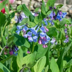 Mertensia Virginica -Tree Bower Sales x600 38013