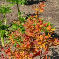 Spiraea Japonica Double Play® Candy Corn® -Tree Bower Sales x600 38014