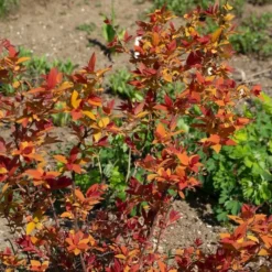 Spiraea Japonica Double Play® Candy Corn® -Tree Bower Sales x600 38015
