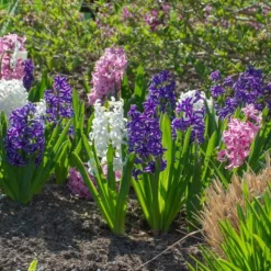 Hyacinthus May Day Bouquet Mix -Tree Bower Sales x600 38025