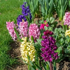 Vivid Hyacinth Mix 12 Vivid Hyacinth Mix -Tree Bower Sales x600 38026