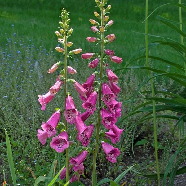 Digitalis Purpurea 'Candy Mountain' 1 Digitalis Purpurea 'Candy Mountain'