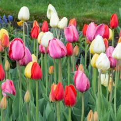 White Flower Farm Classic Perennial Tulip Mix -Tree Bower Sales x600 38084