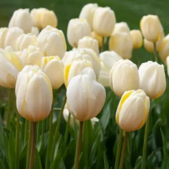 White Flower Farm Classic Perennial Tulip Mix -Tree Bower Sales x600 38095