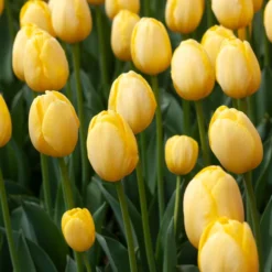 White Flower Farm Classic Perennial Tulip Mix -Tree Bower Sales x600 38096
