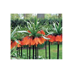 Fritillaria Imperialis 'Rubra Maxima'