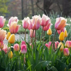 Tulip 'Blushing Impression' -Tree Bower Sales x600 38101