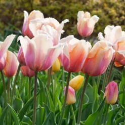 Tulip 'Blushing Impression' -Tree Bower Sales x600 38102
