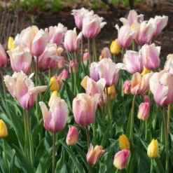 Tulip 'Blushing Impression' -Tree Bower Sales x600 38103