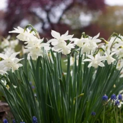 Narcissus 'Thalia' -Tree Bower Sales x600 38108