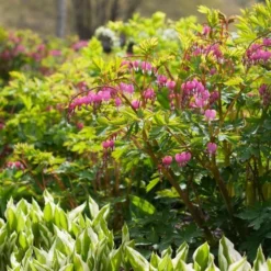 Dicentra Spectabilis 11 Dicentra Spectabilis -Tree Bower Sales x600 38116