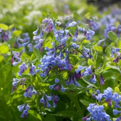 Mertensia Virginica -Tree Bower Sales x600 38118