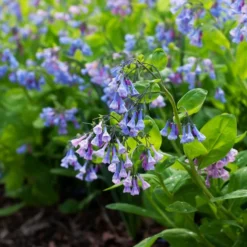 Mertensia Virginica -Tree Bower Sales x600 38119