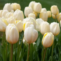 White Flower Farm Ivory Perennial Tulip -Tree Bower Sales x600 38120