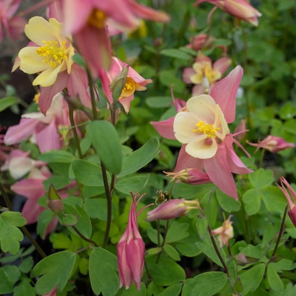 Aquilegia 'Swan Pink And Yellow' 4 Aquilegia 'Swan Pink And Yellow' - Image 4