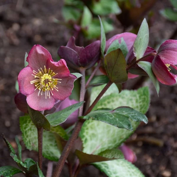 Helleborus Frostkiss® Penny's Pink 2 Helleborus Frostkiss® Penny's Pink - Image 2