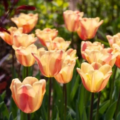 Tulip 'Apricot Foxx' 11 Tulip 'Apricot Foxx' -Tree Bower Sales x600 38253