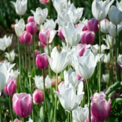Tulip 'White Triumphator' -Tree Bower Sales x600 38294