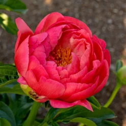 Peony 'Coral Charm' -Tree Bower Sales x600 38442