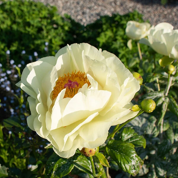 Peony 'Lemon Chiffon' 6 Peony 'Lemon Chiffon' - Image 6