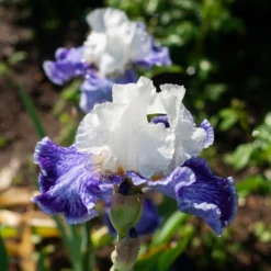 Iris Germanica 'Tillamook Bay' - Reblooming -Tree Bower Sales x600 38472
