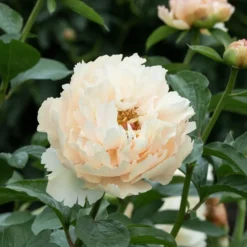 Peony 'Pastelegance' -Tree Bower Sales x600 38483