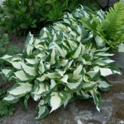Hosta 'Fire And Ice' 12 Hosta 'Fire And Ice' -Tree Bower Sales x600 38486
