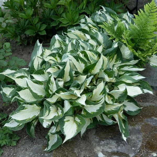 Hosta 'Fire And Ice' 6 Hosta 'Fire And Ice' - Image 6