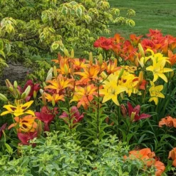 Lilium True Colors Mix For Naturalizing 21 Lilium True Colors Mix For Naturalizing -Tree Bower Sales x600 38498