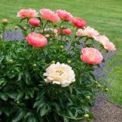 Peony 'Coral Charm' -Tree Bower Sales x600 38524