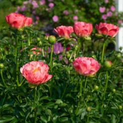 Peony 'Coral Charm' -Tree Bower Sales x600 38525