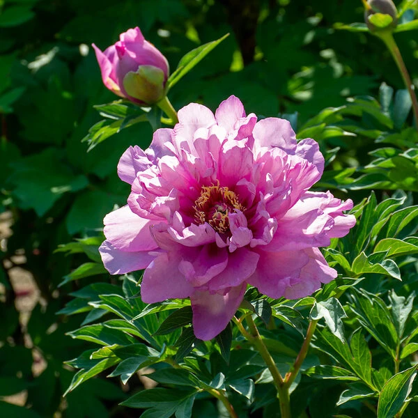 Peony 'Morning Lilac' - Itoh Peony 2 Peony 'Morning Lilac' - Itoh Peony - Image 2