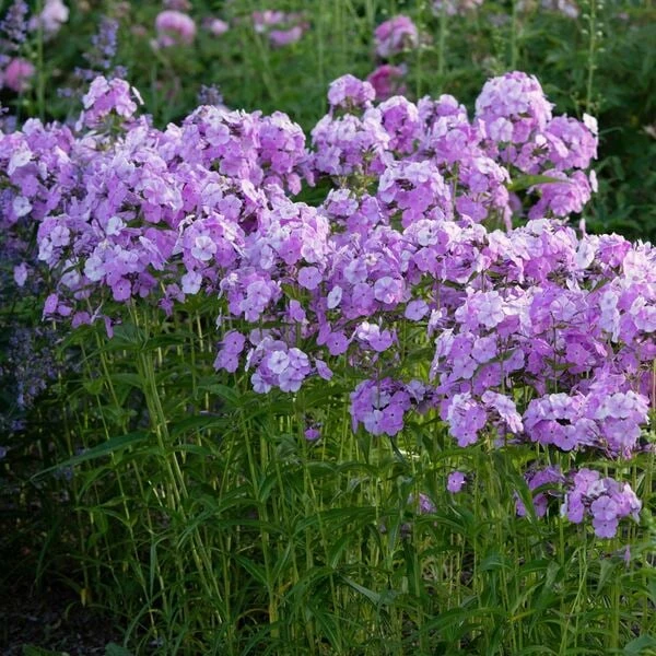 Phlox 'Fashionably Early Princess' 2 Phlox 'Fashionably Early Princess' - Image 2
