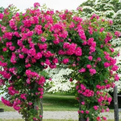 Rose 'William Baffin' -Tree Bower Sales x600 38667