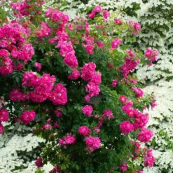 Rose 'William Baffin' -Tree Bower Sales x600 38668