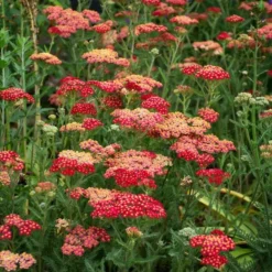 Achillea Millefolium 'Paprika' -Tree Bower Sales x600 38681