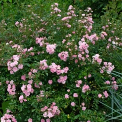 Rose 'The Fairy' -Tree Bower Sales x600 38719