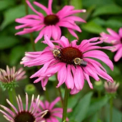 Echinacea Butterfly™ 'Purple Emperor' -Tree Bower Sales x600 38729