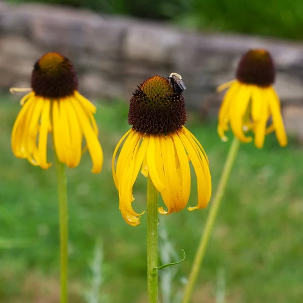 Echinacea Paradoxa 1 Echinacea Paradoxa